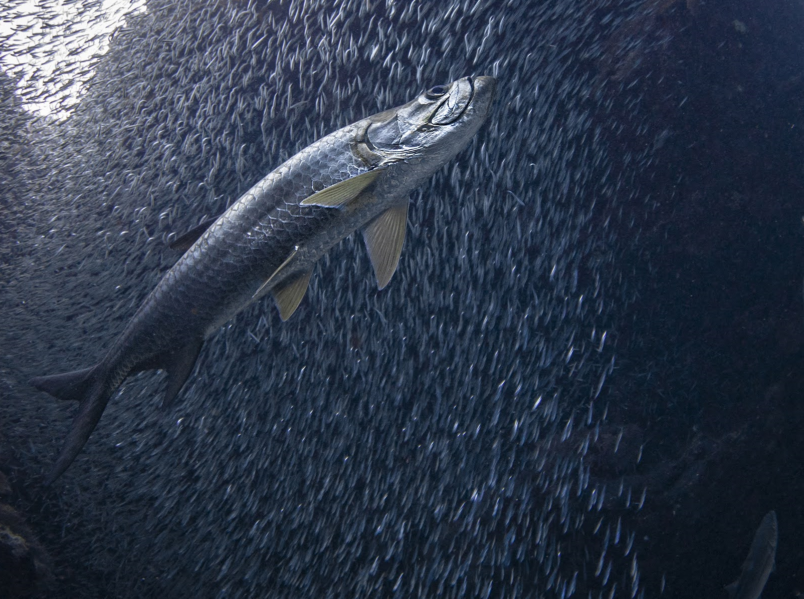 banc de poissons fishipedia