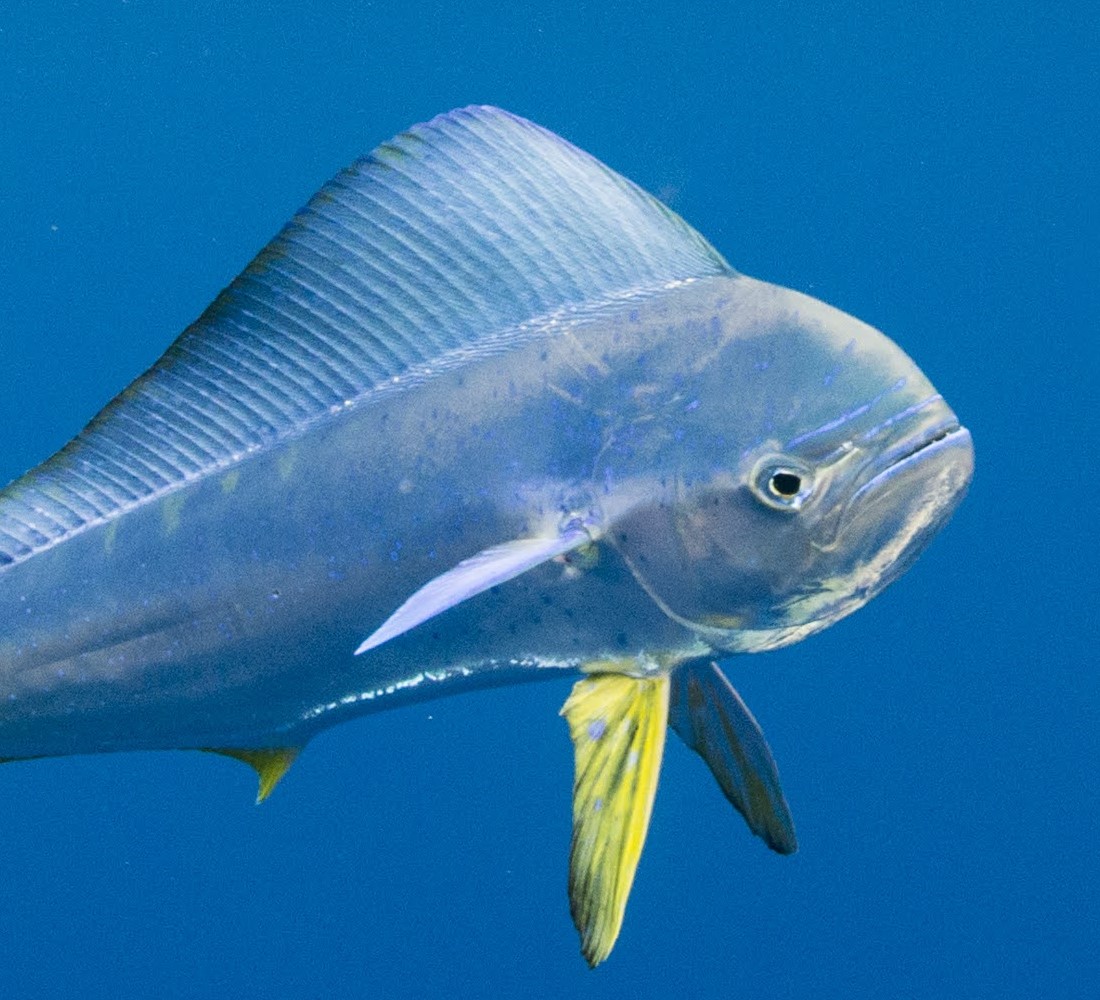 FishiNews - Actualités et Reportages autour des poissons - Fishipedia.fr