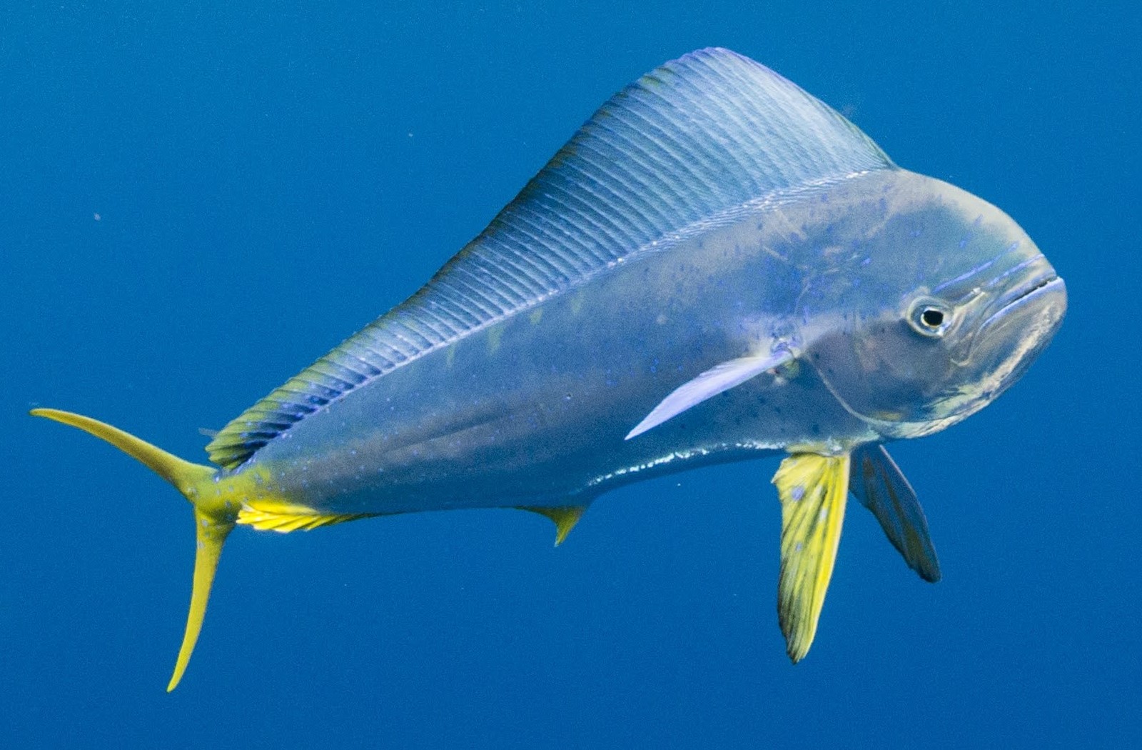 fish fishipedia home