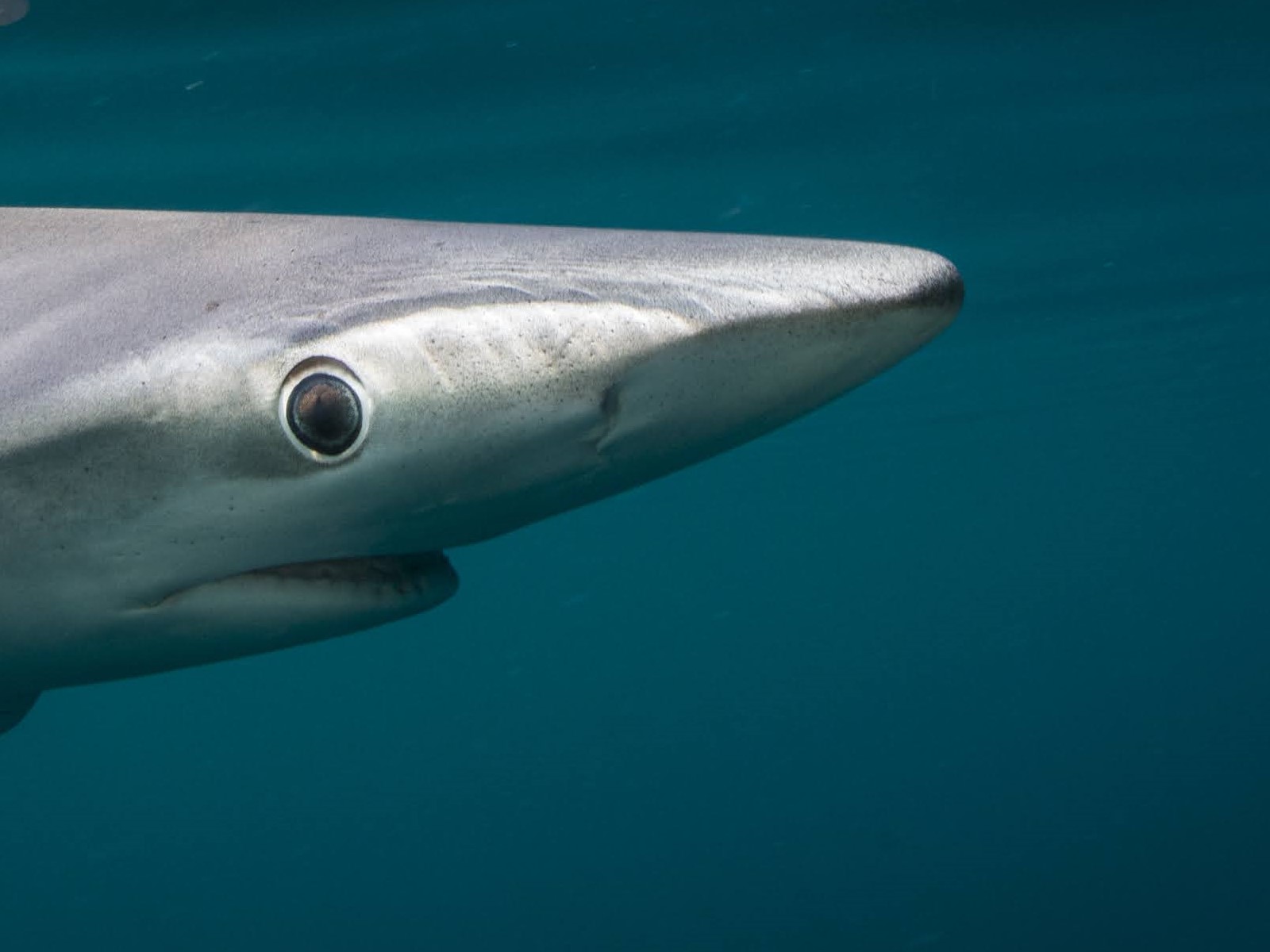 banc de poissons fishipedia home