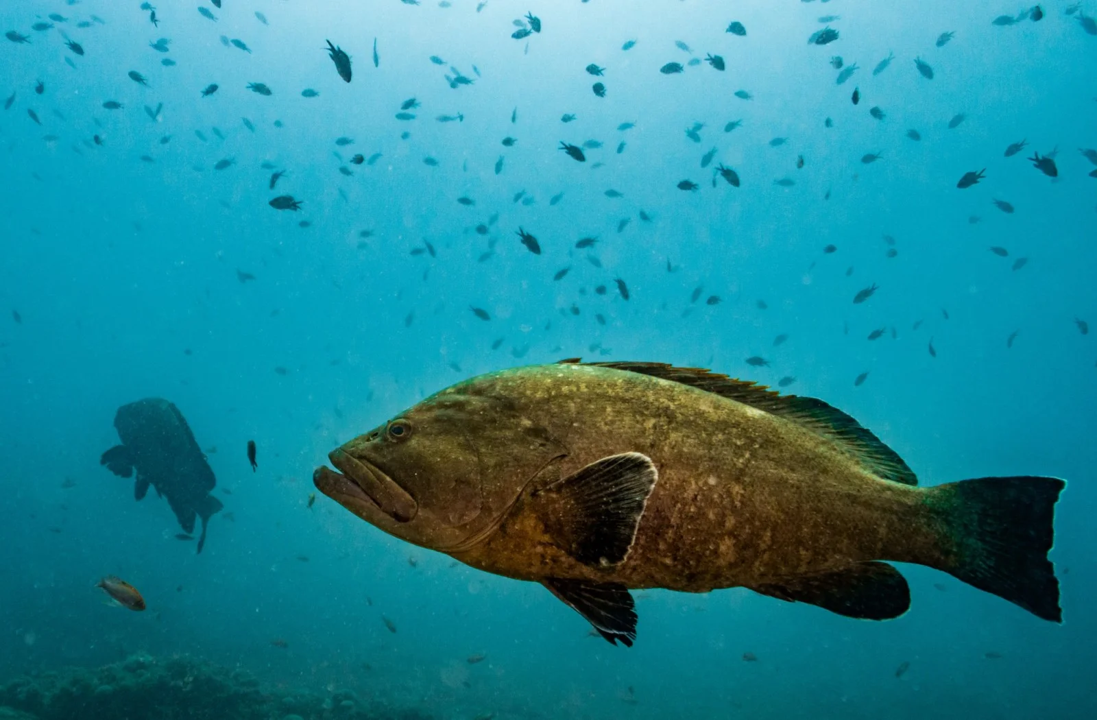 fish fishipedia home mediterranean