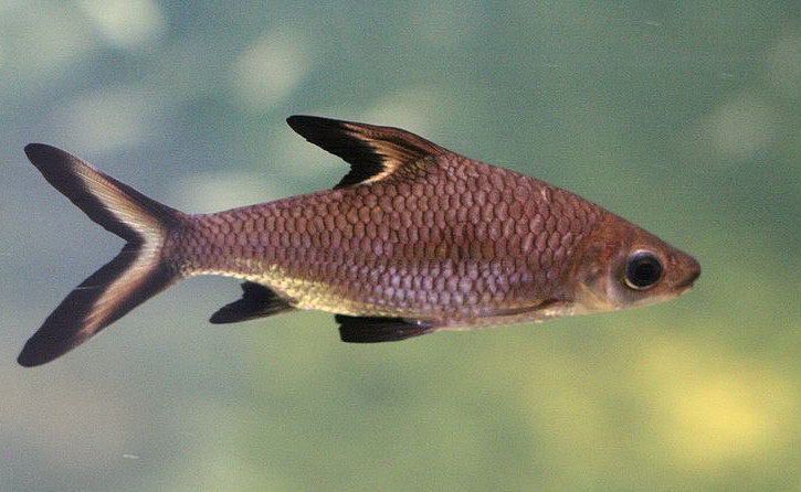 Balantiocheilos melanopterus - tricolor sharkminnow
