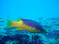Bodianus rufus - spanish hogfish