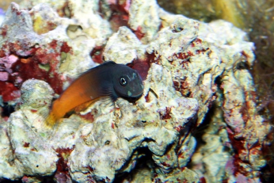 Ecsenius bicolor Blenniidae