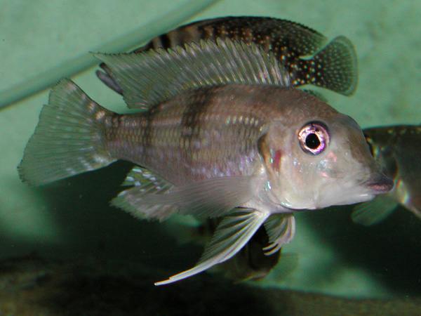 Gnathochromis permaxillaris