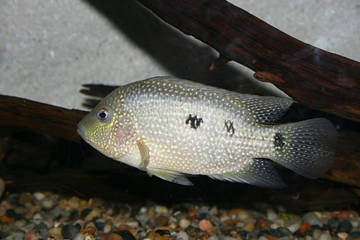 Herichthys cyanoguttatus - rio grande cichlid