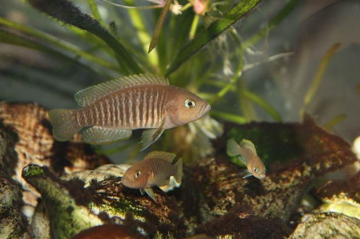 Neolamprologus multifasciatus