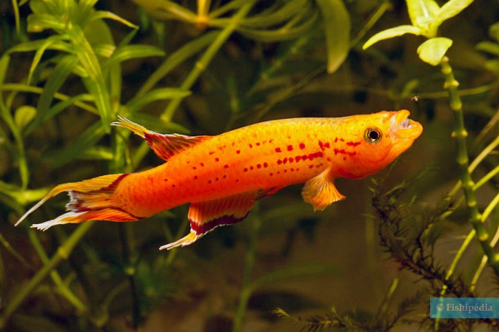 Aphyosemion australe - lyretail panchax