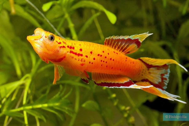 Aphyosemion australe - lyretail panchax