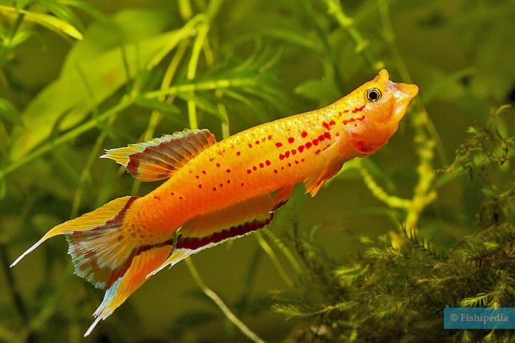 Aphyosemion australe - lyretail panchax