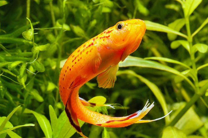 Aphyosemion australe - lyretail panchax