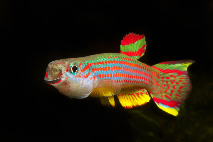 Aphyosemion striatum