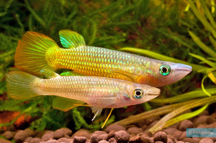 Aplocheilus lineatus - striped panchax