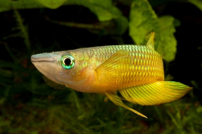 striped panchax Aplocheilidae