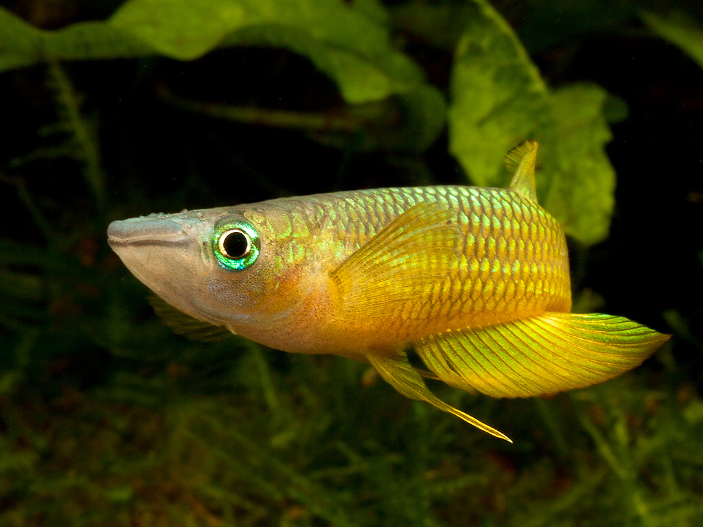 Aplocheilus lineatus