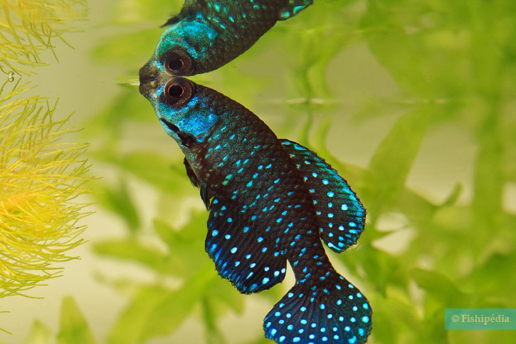 Austrolebias nigripinnis