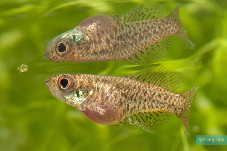 Austrolebias nigripinnis