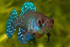 Austrolebias nigripinnis