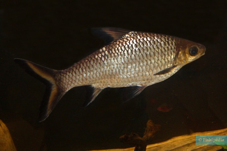 Balantiocheilos melanopterus - tricolor sharkminnow