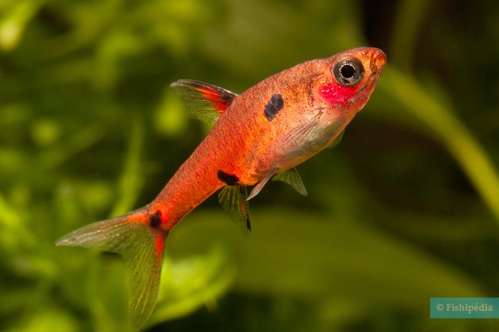 Boraras maculatus - dwarf rasbora