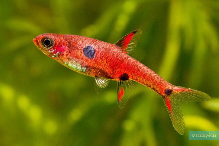 Boraras maculatus - dwarf rasbora