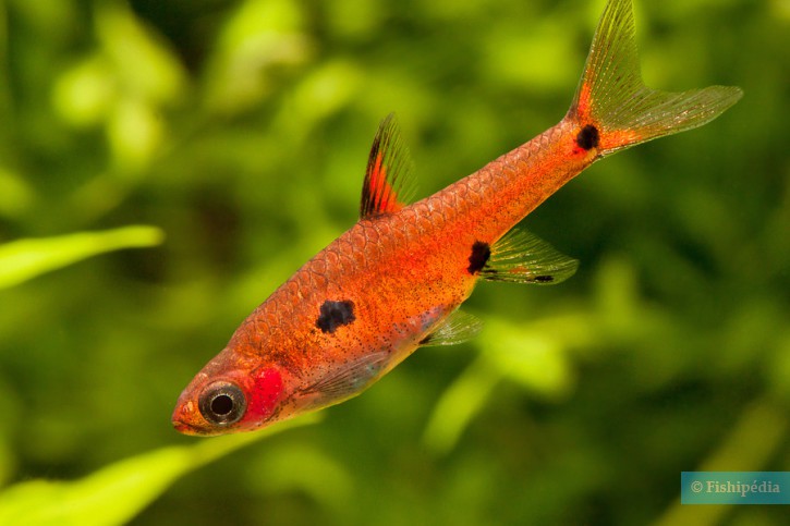 Boraras maculatus - dwarf rasbora
