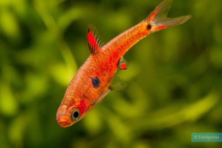 Boraras maculatus - dwarf rasbora
