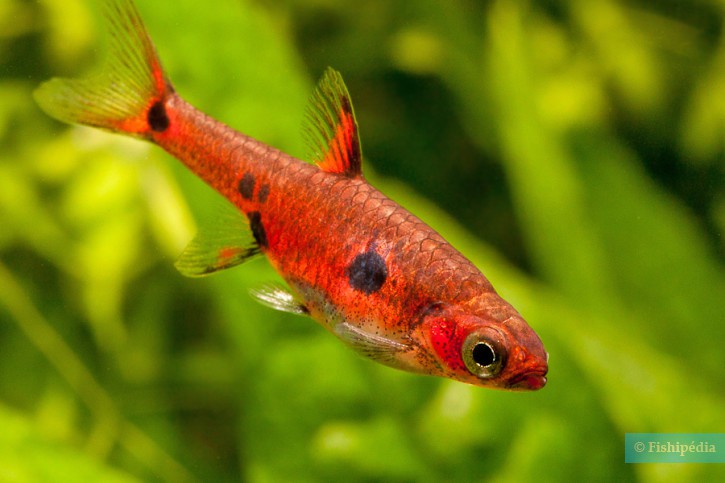 Boraras maculatus - dwarf rasbora