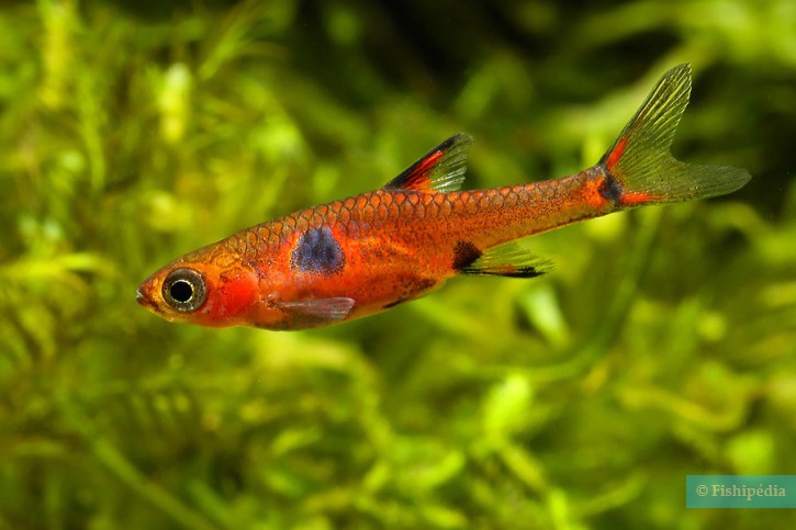 Boraras maculatus - dwarf rasbora