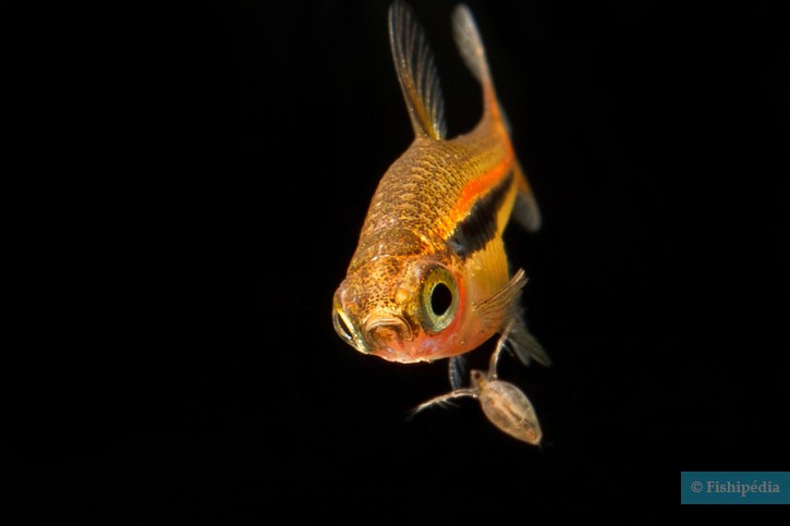 Boraras urophthalmoides - least rasbora