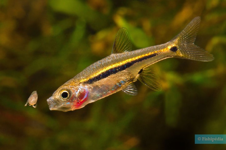 Boraras urophthalmoides - least rasbora