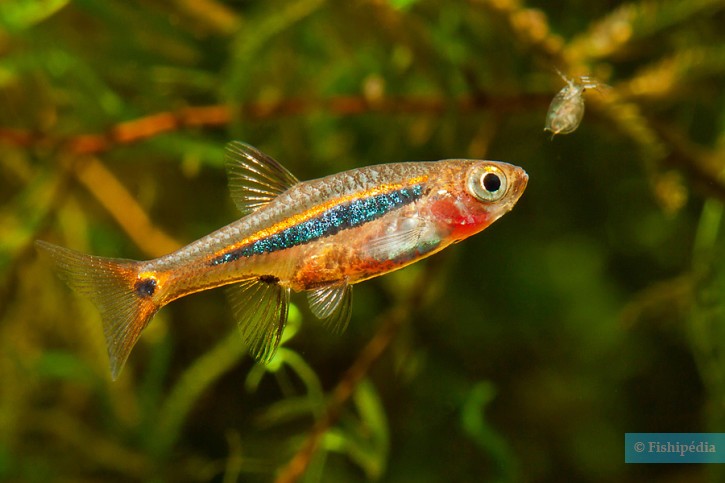 Boraras urophthalmoides - least rasbora