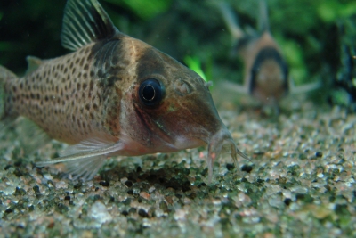 Corydoras melanistius Callichthyidae