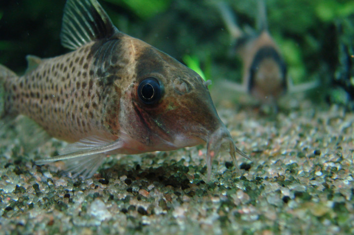 Corydoras melanistius