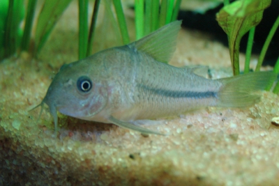 Corydoras nattereri Callichthyidae