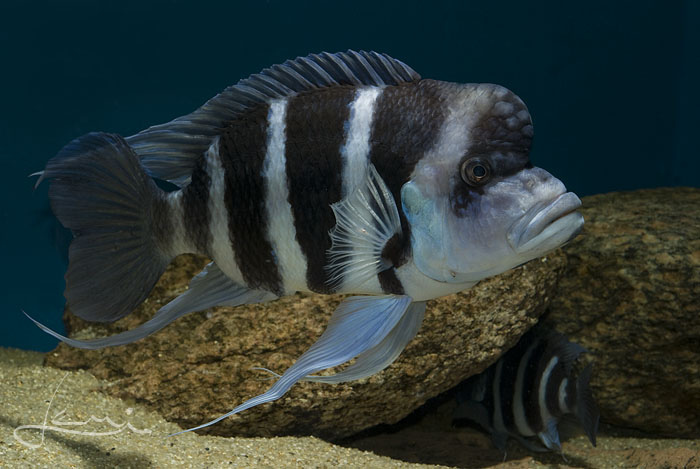 Cyphotilapia gibberosa