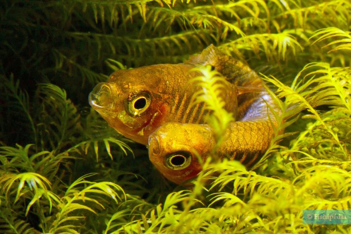 Celestichthys erythromicron - Danio émeraude