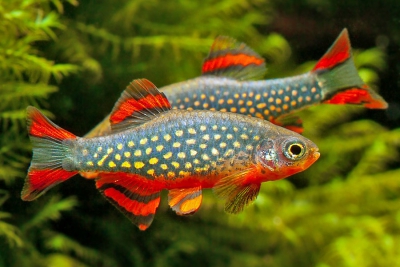 microrasbora galaxy Danionidae