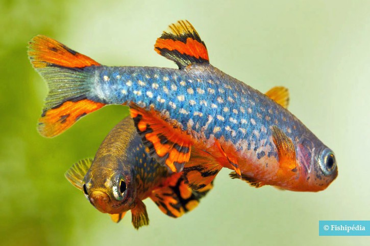 Danio margaritatus - celestial pearl danio