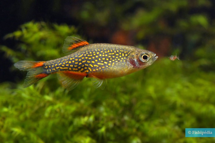 Danio margaritatus - celestial pearl danio