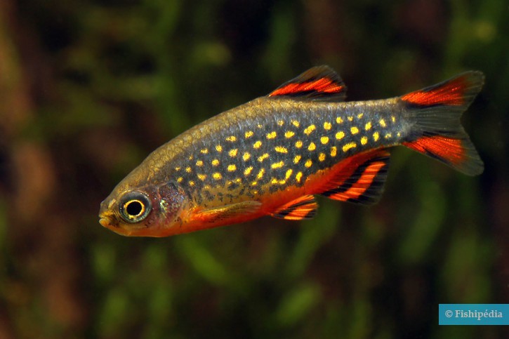 Danio margaritatus - celestial pearl danio