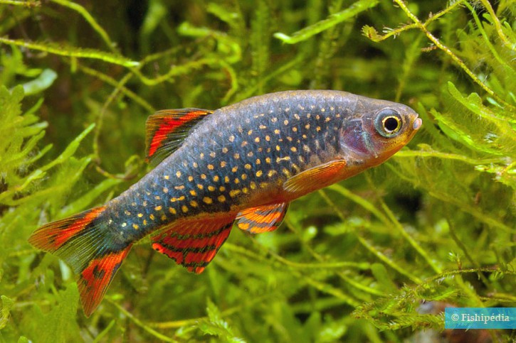 Danio margaritatus - celestial pearl danio