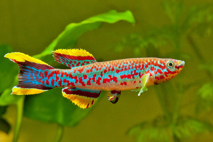 Fundulopanchax gardneri - blue lyretail