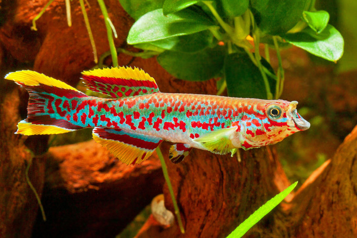 Fundulopanchax gardneri - blue lyretail