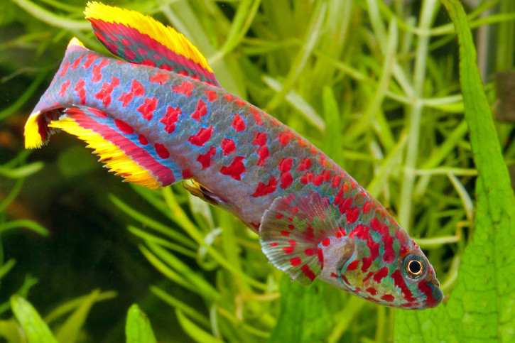 Fundulopanchax gardneri - blue lyretail