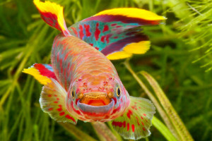 Fundulopanchax gardneri