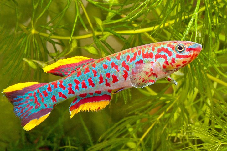 Fundulopanchax gardneri - blue lyretail