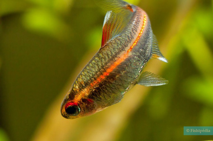 Hemigrammus erythrozonus - Glowlight tetra