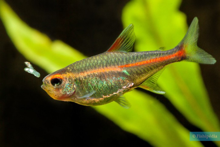 Hemigrammus erythrozonus - Glowlight tetra