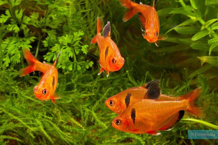 Hyphessobrycon eques